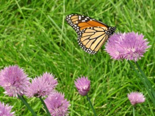 Backyard Butterfly Summer 2019 (5)