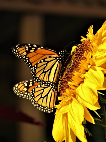 Door County-Seeing Double_Monarchs on Sunflower
